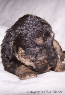 Alanus 16042006-2.jpg